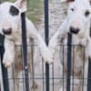 Standard Bull Terrier Puppies photo 3