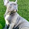 French Bulldog photo 1