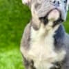 French Bulldog photo 2