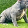 French Bulldog photo 5