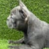 French Bulldog photo 7