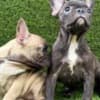French Bulldog photo 8