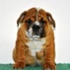 English Bulldog photo 1