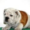 English Bulldog photo 2