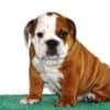 English Bulldog photo 3