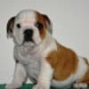 English Bulldog photo 4