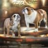 English Bulldog photo 5