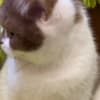 British Shorthair cat photo 1