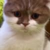 British Shorthair cat photo 2