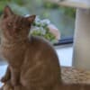 British Shorthair cat photo 1