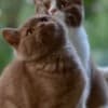 British Shorthair cat photo 2