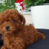 Toy teacup red poodle photo 1