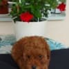 Toy teacup red poodle photo 2