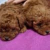 Toy teacup red poodle photo 4