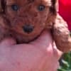 Toy teacup red poodle photo 5