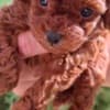 Toy teacup red poodle photo 6