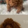 Toy teacup red poodle photo 7