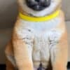 Shiba Inu Puppies photo 1