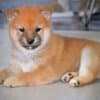 Shiba Inu Puppies photo 2