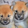Shiba Inu Puppies photo 3