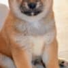 Shiba Inu Puppies photo 4