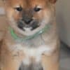 Shiba Inu Puppies photo 5