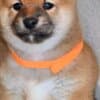 Shiba Inu Puppies photo 6