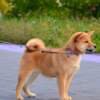 Shiba Inu Puppies photo 7