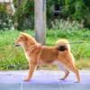 Shiba Inu Puppies photo 8