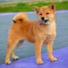 Shiba Inu Puppies photo 9