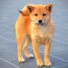 Shiba Inu Puppies photo 11