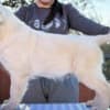 Golden Retriever – BEAUTIFUL Puppies photo 2