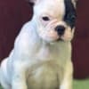 French Bulldog puppies photo 2