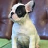 French Bulldog puppies photo 3