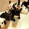 French Bulldog puppies photo 1