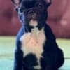 French Bulldog puppies photo 4