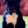 French Bulldog puppies photo 5