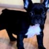 French Bulldog puppies photo 6