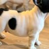 French Bulldog puppies photo 7