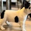 French Bulldog puppies photo 8