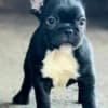French Bulldog puppies photo 9