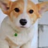 Pembroke Welsh Corgi puppies photo 1