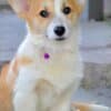 Pembroke Welsh Corgi puppies photo 2