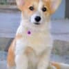 Pembroke Welsh Corgi puppies photo 3