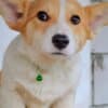 Pembroke Welsh Corgi puppies photo 4