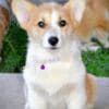 Pembroke Welsh Corgi puppies photo 5