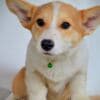 Pembroke Welsh Corgi puppies photo 6