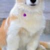 Pembroke Welsh Corgi puppies photo 9