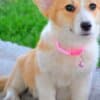 Pembroke Welsh Corgi puppies photo 11