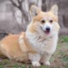 Pembroke Welsh Corgi puppies photo 12